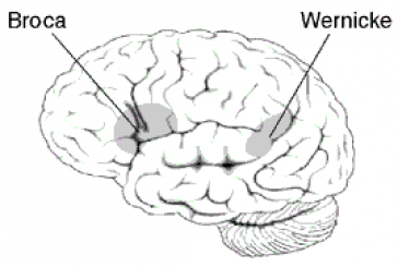 Broca e Wernicke