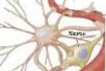 Glia: solo colla per i neuroni?