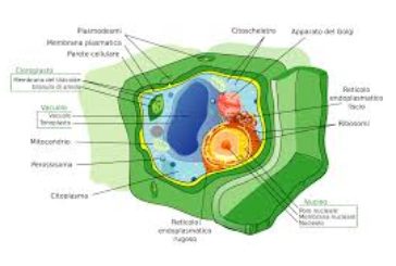 Patologie acido-correlate: Gli inibitori della pompa protonica