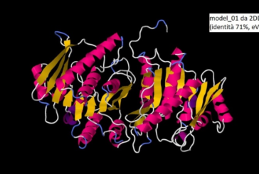 Caratterizzazione della sequenza proteica della proteina PdxK di Klebsiella Pneumoniae