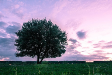 IL PARCO DEGLI ACQUEDOTTI