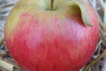 Una mela al giorno….