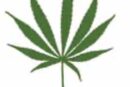 Perché ci interessa la cànnabis?